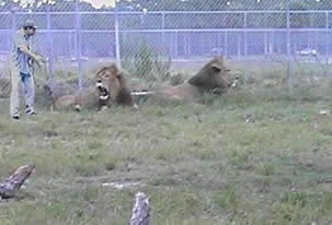 those lion bite